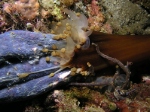 Anemone eats Starfish